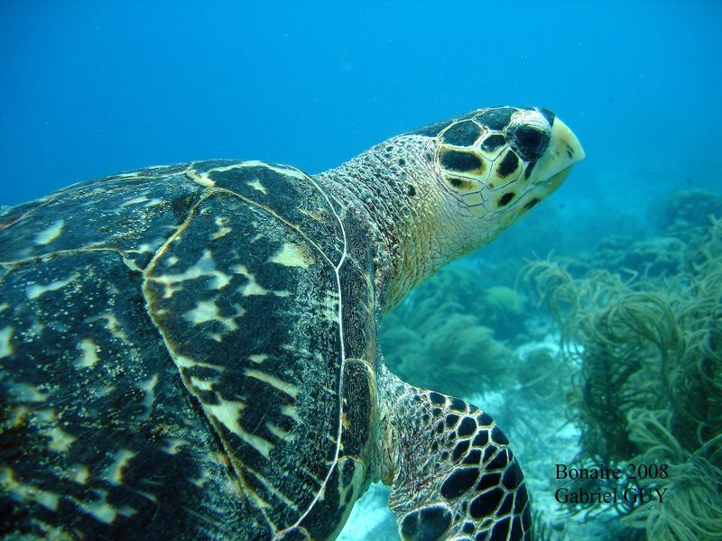 DSC08494-CPPLO
Tortue imbriquÃ©e
