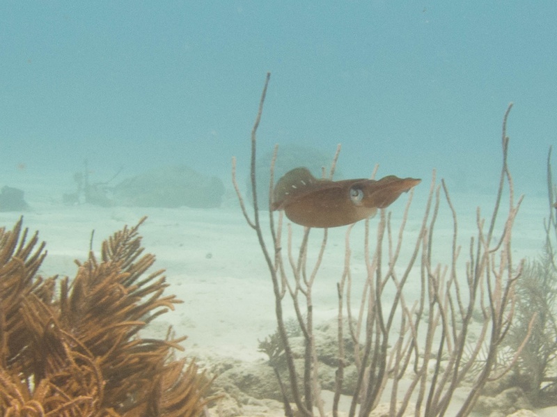 Fichier:2015-seiche 7-31.jpg