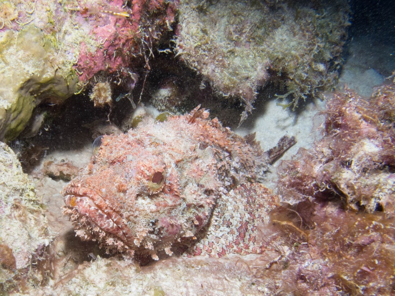 Fichier:2015-poisson-pierre CG 2-16.jpg