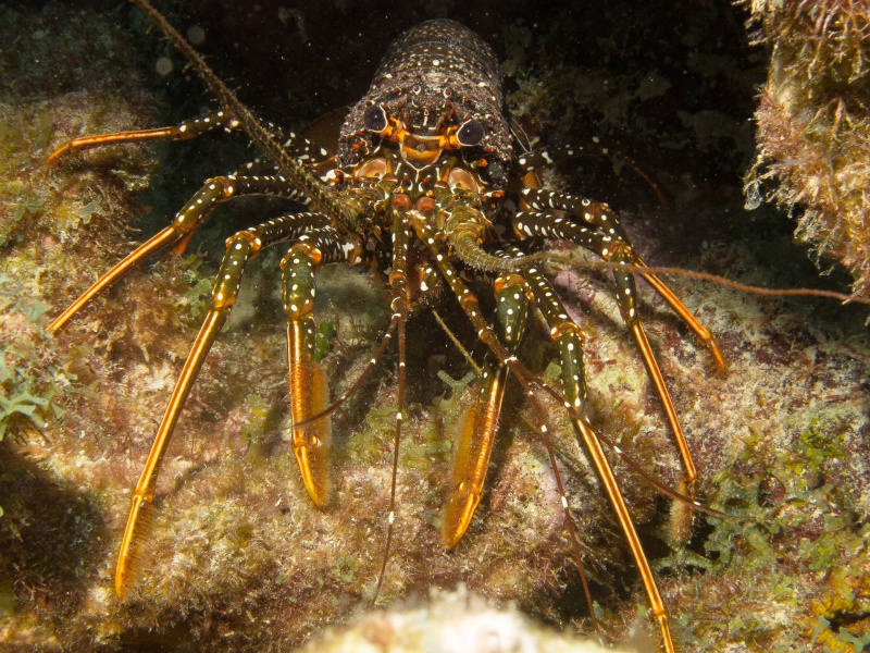 Fichier:2015-Bonaire Langouste CG 1-49.jpg