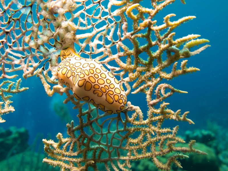 Fichier:2015-Bonaire-1-52.jpg