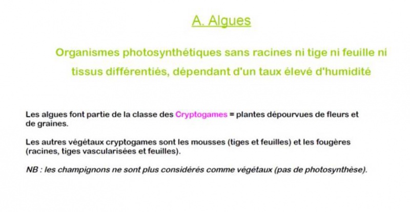 Fichier:Algues.jpg